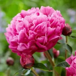 Paeonia Lactiflora Kansas | Bare Root Plant
