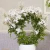 Jasminum Polyanthum | 12cm Pot