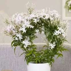 Jasminum Polyanthum | 12cm Pot