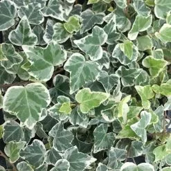 Hedera Helix White Wonder | 8.5cm Pot