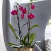 Phalaenopsis Grandiflorum Rio Grande | 12cm Pot