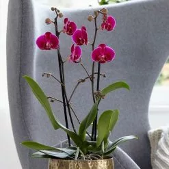 Phalaenopsis Grandiflorum Rio Grande | 12cm Pot