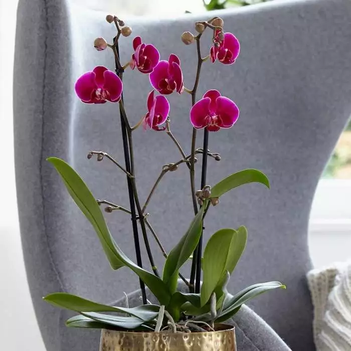 Phalaenopsis Grandiflorum Rio Grande | 12cm Pot 3 Phalaenopsis Grandiflorum Rio Grande | 12cm Pot