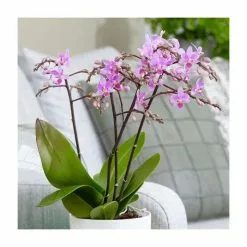 Phalaenopsis Pink Willd Orchid | 12cm Pot