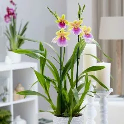Miltonia Sunset | 12cm Pot