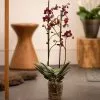 Phalaenopsis Kaoda Twinkle ('Chocolate Drops') | 12cm Pot