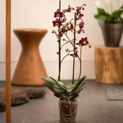 Phalaenopsis Kaoda Twinkle ('Chocolate Drops') | 12cm Pot