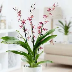 Oncidium Katarina Zoch | 12cm Pot