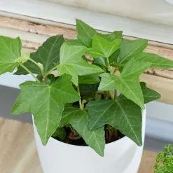 Hedera Bottle Garden / Terrarium Plant | 6cm Pot