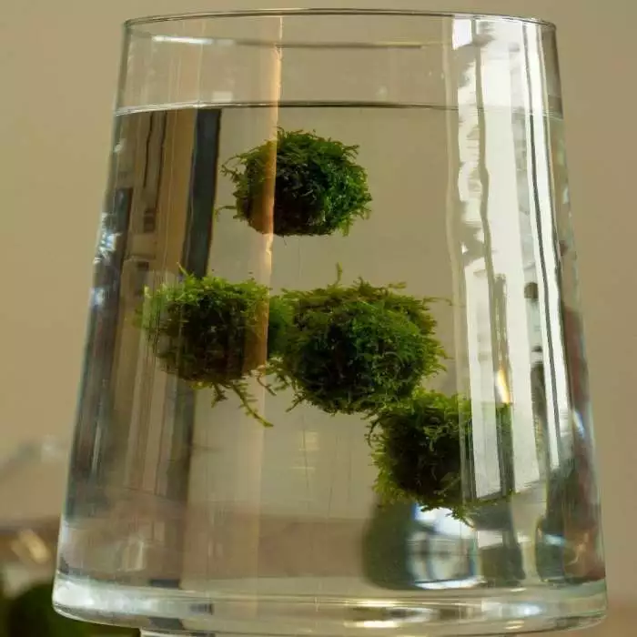 Floating Ball With Javamoss | Single 3 Floating Ball With Javamoss | Single