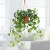 Hedera Helix Wonder | 19cm Hanging Pot -All Plants Sales Store HP30000383 fbd0
