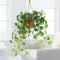 Hedera Helix Wonder | 19cm Hanging Pot