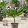 Plumeria Rubra Hawaiian Opal Pink ('Php2016') (PBR) | 17cm Pot