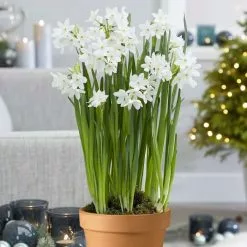 Paperwhites And Terracotta Pot | 16cm Pot