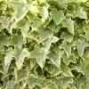 Hedera Helix Goldchild | 8.5cm Pot - 10cm 2 Hedera Helix Goldchild | 8.5cm Pot - 10cm -All Plants Sales Store HP30000842 a854