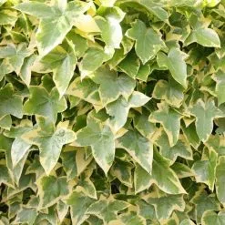 Hedera Helix Goldchild | 8.5cm Pot - 10cm