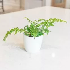 Dryopteris Filix-mas | 9cm Pot