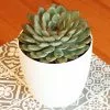 Echeveria Pulidonis | 12cm Pot -All Plants Sales Store HP30001019 a8d8