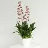 Oncidium Cherry Baby | 17cm Pot -All Plants Sales Store HP30001113 abcb