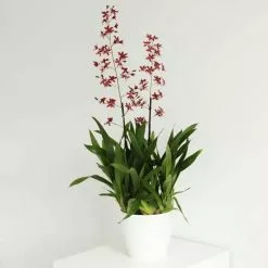 Oncidium Cherry Baby | 17cm Pot