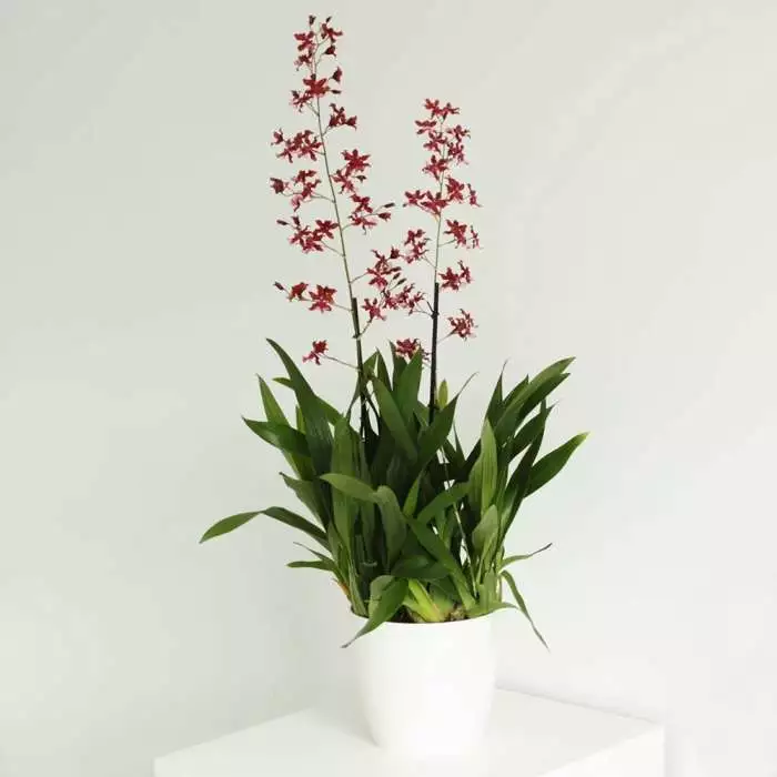 Oncidium Cherry Baby | 17cm Pot 3 Oncidium Cherry Baby | 17cm Pot