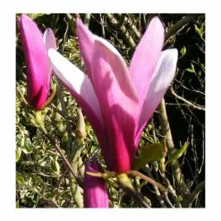 Magnolia 'Susan' -All Plants Sales Store P20003 add image 1 92f3