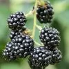 Blackberry Waldo | 3L Pot -All Plants Sales Store PL00000841 e861