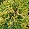 Chamaecyparis Pisifera Sungold | 3L Pot 1 Chamaecyparis Pisifera Sungold | 3L Pot -All Plants Sales Store PL00001425 5341