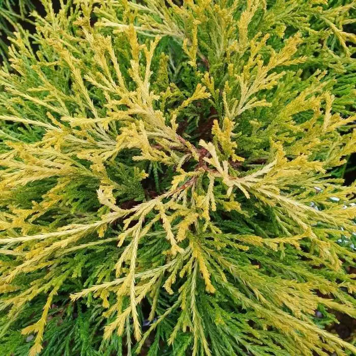 Chamaecyparis Pisifera Sungold | 3L Pot 3 Chamaecyparis Pisifera Sungold | 3L Pot