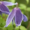Clematis Alpina | 3L Pot 2 Clematis Alpina | 3L Pot -All Plants Sales Store PL00001538 9769