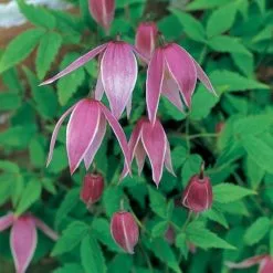 Clematis Constance | 3L Pot