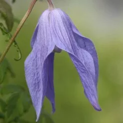 Clematis Frances Rivis | 3L Pot
