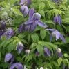 Clematis Frankie | 3L Pot -All Plants Sales Store PL00001541 eb16