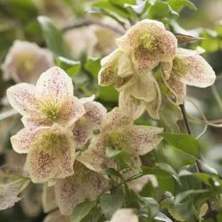 Clematis Cirrhosa Var. Balearica | 3 Lt Pot