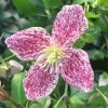 Clematis Cirrhosa Var. Purpurascens Freckles | 3L Pot -All Plants Sales Store PL00001564 3022
