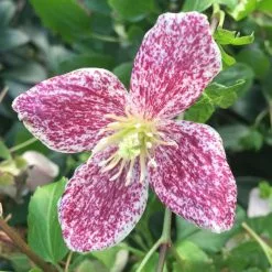Clematis Cirrhosa Var. Purpurascens Freckles | 3L Pot