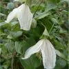 Clematis Cirrhosa Wisley Cream | 3L Pot -All Plants Sales Store PL00001565 e8ac