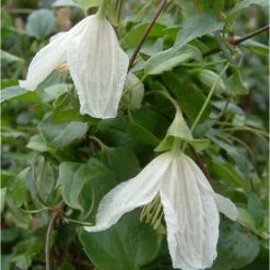 Clematis Cirrhosa Wisley Cream | 3L Pot