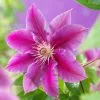 Clematis Doctor Ruppel | 3L Pot -All Plants Sales Store PL00001569 87d8