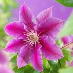 Clematis Doctor Ruppel | 3L Pot