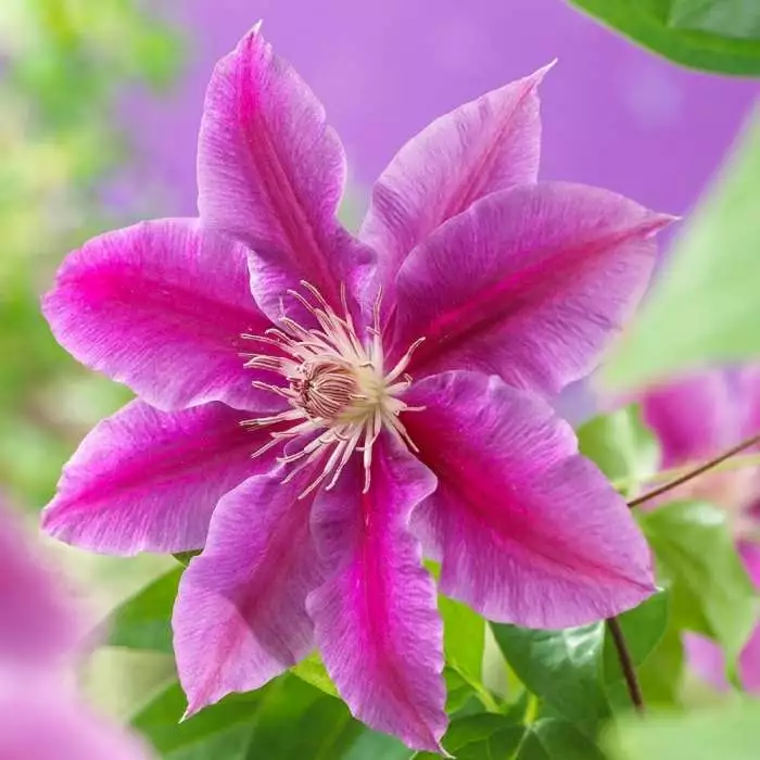 Clematis Doctor Ruppel | 3L Pot 3 Clematis Doctor Ruppel | 3L Pot