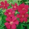 Clematis Ernest Markham | 3L Pot -All Plants Sales Store PL00001576 5878