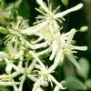 Clematis Flammula | 3 Lt Pot -All Plants Sales Store PL00001578 ef10