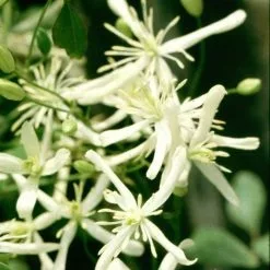 Clematis Flammula | 3 Lt Pot