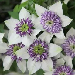 Clematis Florida Var. Florida Sieboldiana | 3L Pot