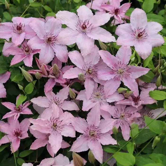 Clematis Hagley Hybrid | 3L Pot 3 Clematis Hagley Hybrid | 3L Pot