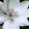 Clematis Henryi | 3 Lt Pot -All Plants Sales Store PL00001588 462e