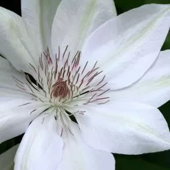 Clematis Henryi | 3 Lt Pot