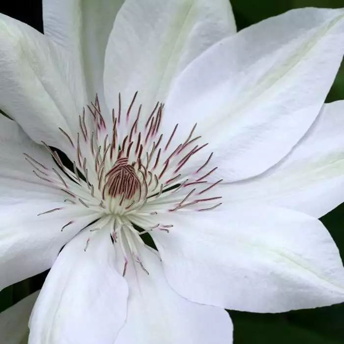 Clematis Henryi | 3 Lt Pot 3 Clematis Henryi | 3 Lt Pot