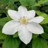 Clematis Marie Boisselot | 3L Pot 2 Clematis Marie Boisselot | 3L Pot -All Plants Sales Store PL00001606 ad8b